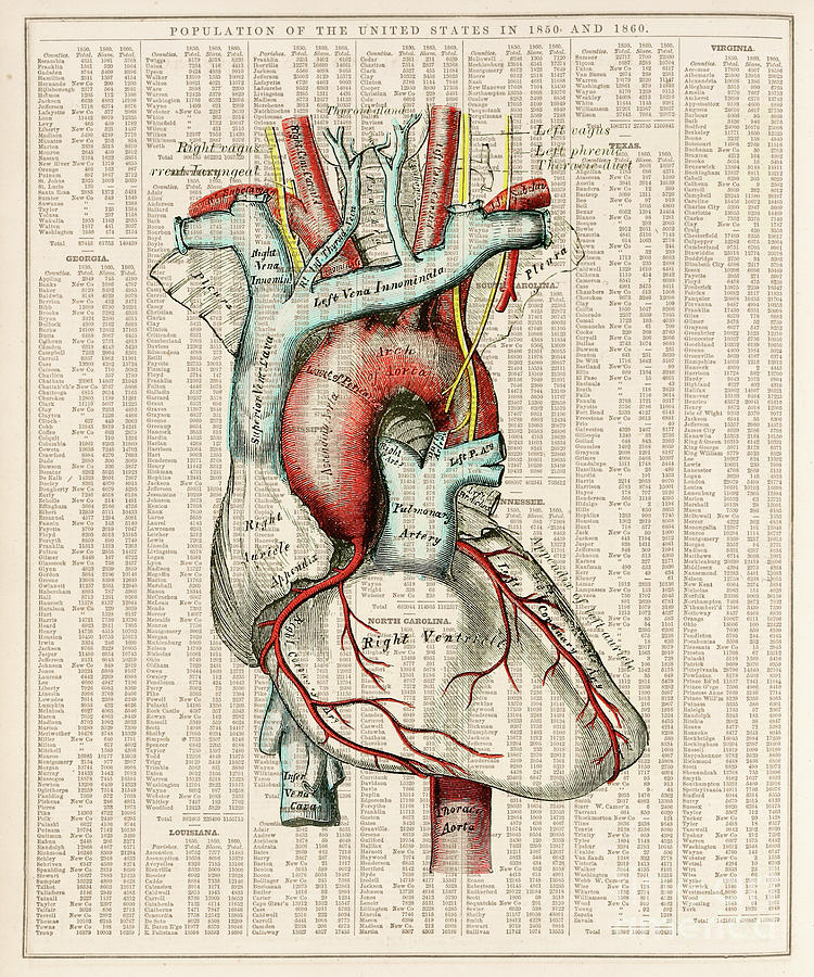 Vintage Mixed Media - Anatomy lesson - Human heart by Delphimages Photo Creations