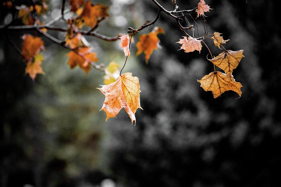 Autumn #18 Photograph by Robert Grac