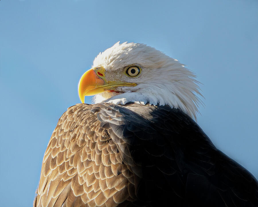 Bald Eagle #18 Photograph by Alan Moore Bald Eagle #18 Photograph by Alan Moore