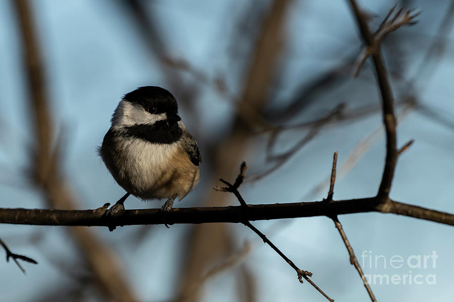 Black-capped chickadee #18 Photograph by JT Lewis