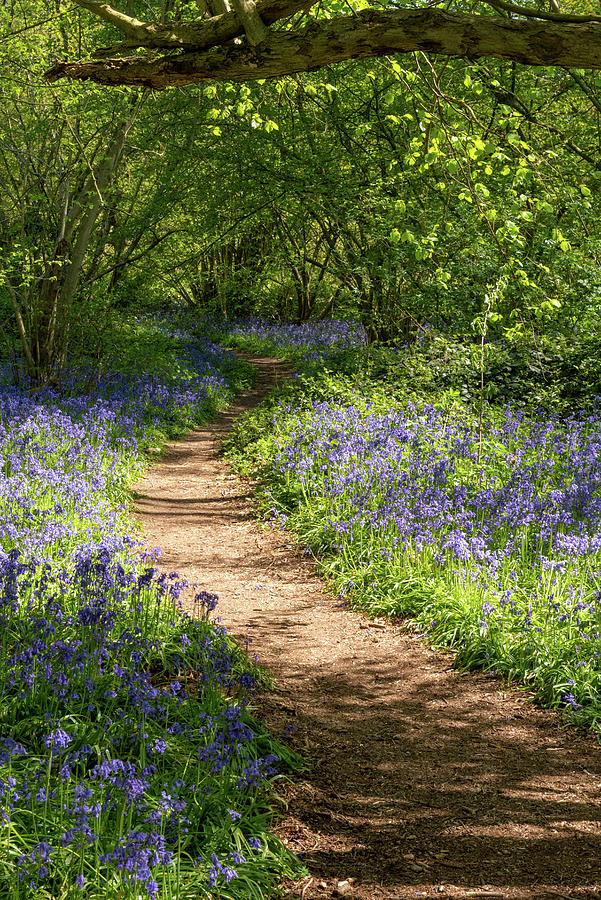 Bluebell woods #18 Photograph by Gary Eason