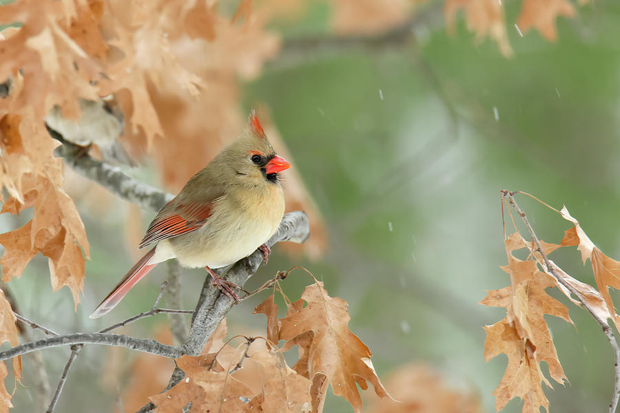 Cardinal #18 Photograph by Brook Burling