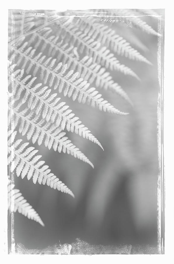 Ferns #18 Photograph by Alan Copson
