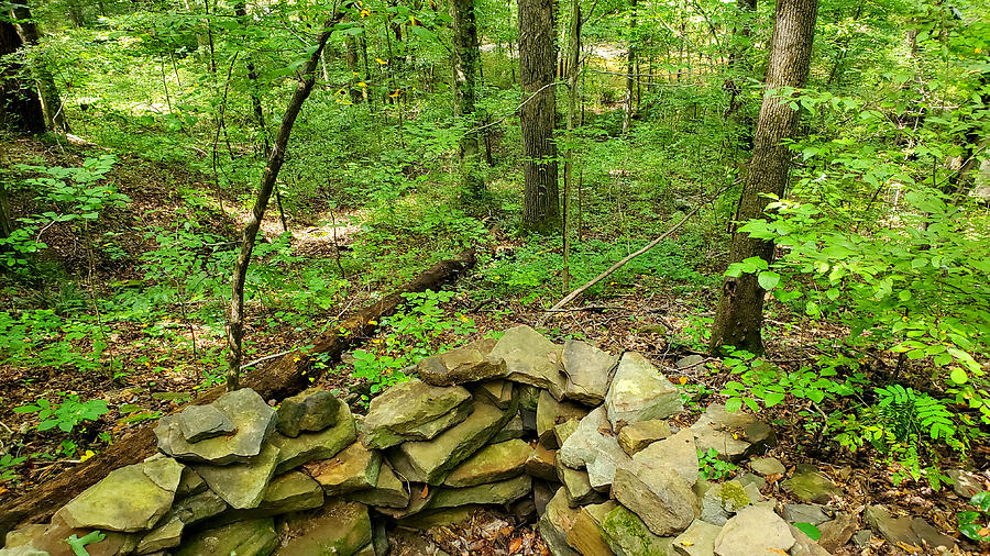 Flora Johnson Nature Park #18 Photograph by Kenny Glover