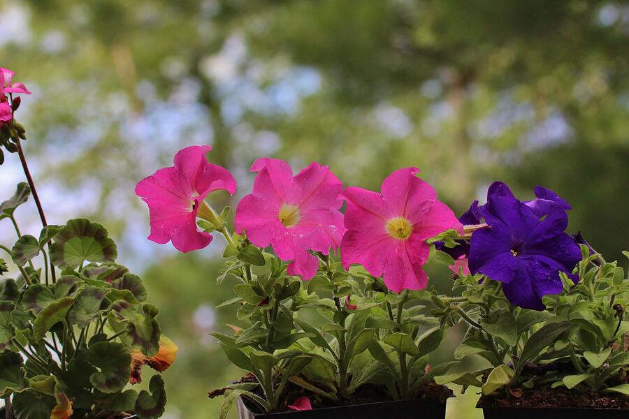 Flower #18 Photograph by John Walsh Flower #18 Photograph by John Walsh