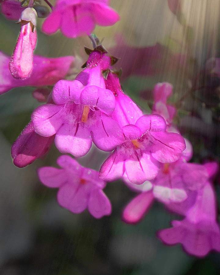 Flowers Photograph by Jerry Cline Fine Art America