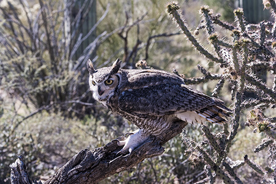 Great Horned Owl #18 Photograph by Mark Newman