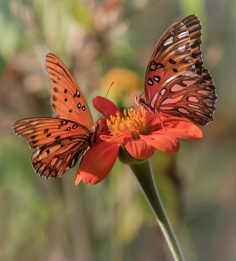 Gulf Fritillary Butterfly Photograph