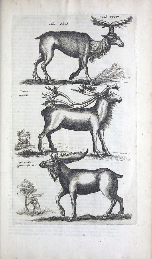 Historiae Naturalis De Quadrupedibus Libri , Cum Aeneis Figuris C1657 By Jonstonus, Joannes, 1603-16 Painting
