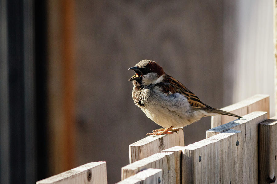 House Sparrow on a fence #18 Photograph by SAURAVphoto Online Store