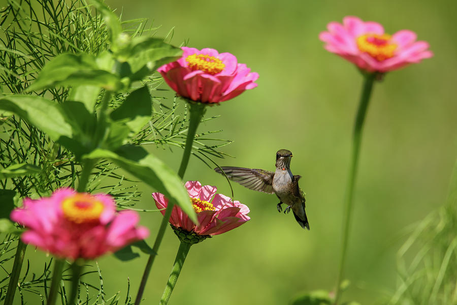 Hummingbird #18 Photograph by Brook Burling