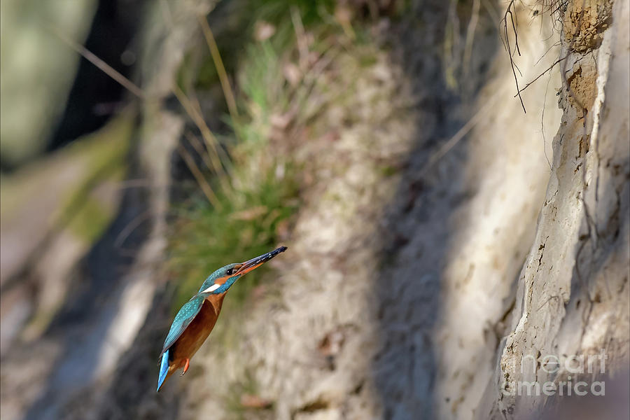 Kingfisher #18 Photograph by Jorgen Norgaard