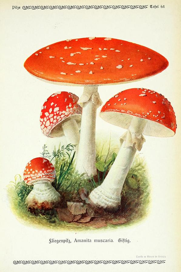 Vintage Fungi Illustrations #18 Mixed Media by World Art Collective