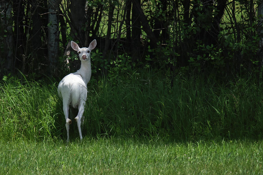 White Deer #18 Photograph by Brook Burling
