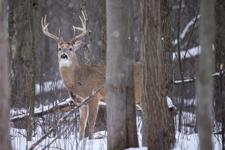 Whitetail Buck #18 Photograph by Brook Burling