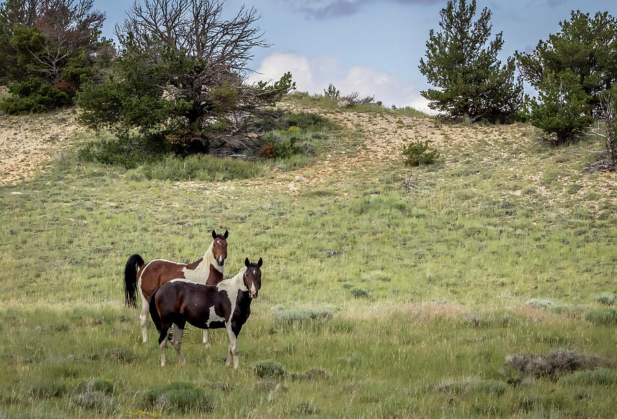 Wild Horses #18 Photograph by Laura Terriere