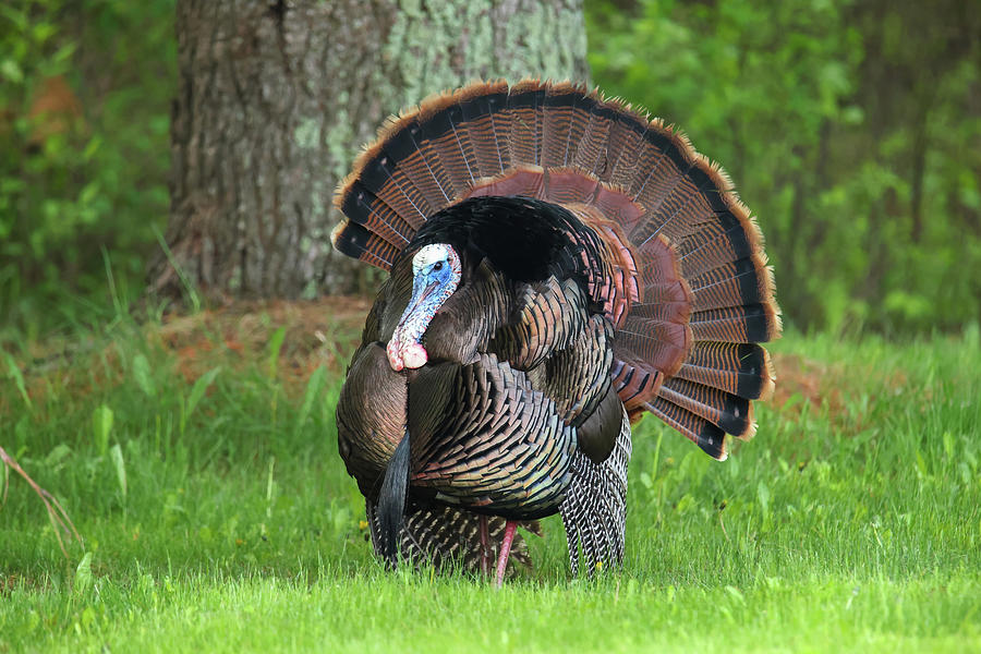 Wild Turkey #18 Photograph by Brook Burling