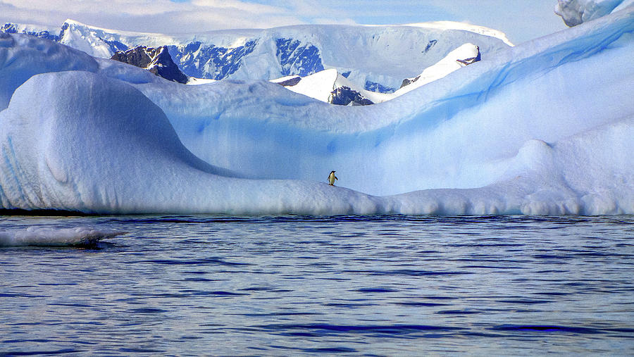 Antarctica #181 Photograph by Paul James Bannerman