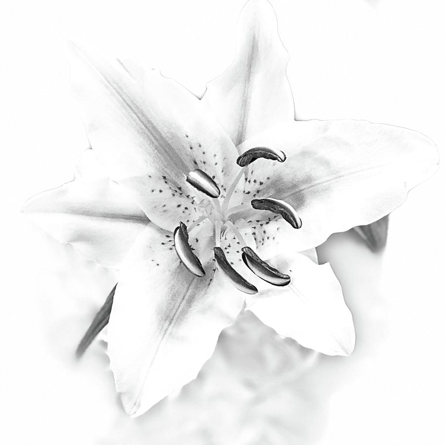 1812 BW Lily Open Face Photograph by Vicki Hone Smith 1812 BW Lily Open Face Photograph by Vicki Hone Smith