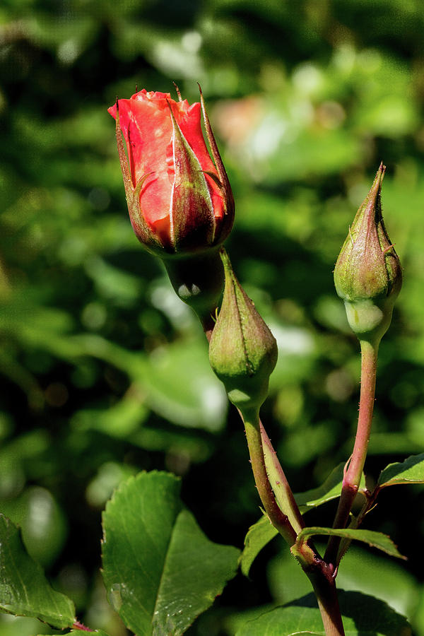 18.2021-2 Moonlight Rose In Color Photograph By M K Miller