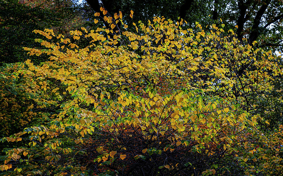 Fall Foliage #189 Photograph by Robert Ullmann