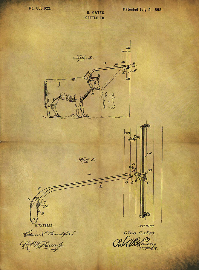 Cow Drawing - 1898 Cattle Tie Patent by Dan Sproul