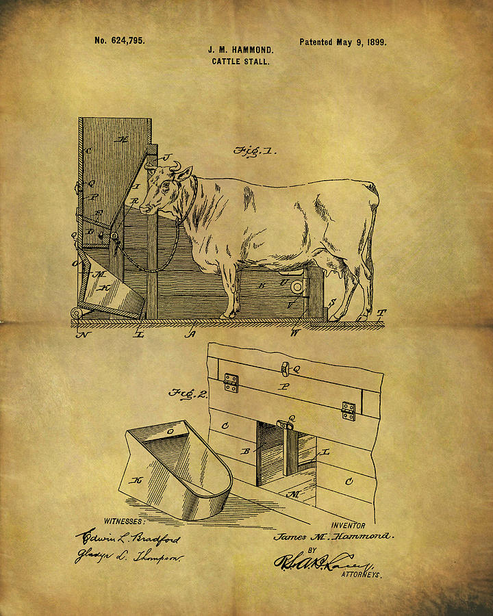 Cow Drawing - 1899 Cattle Stall Patent by Dan Sproul