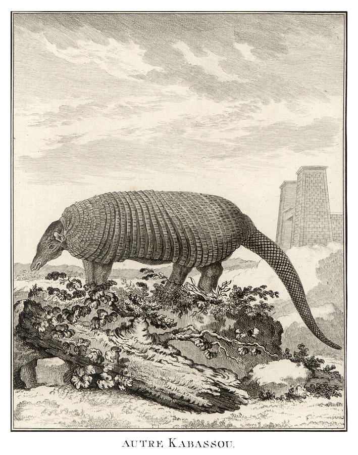 18th C. Armadillo Drawing by Historic Image