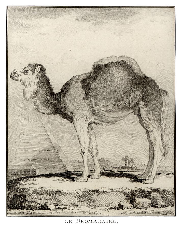 18th C. The Camel Drawing by Historic Image