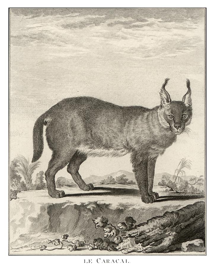 18th C. The Caracal Drawing by Historic Image