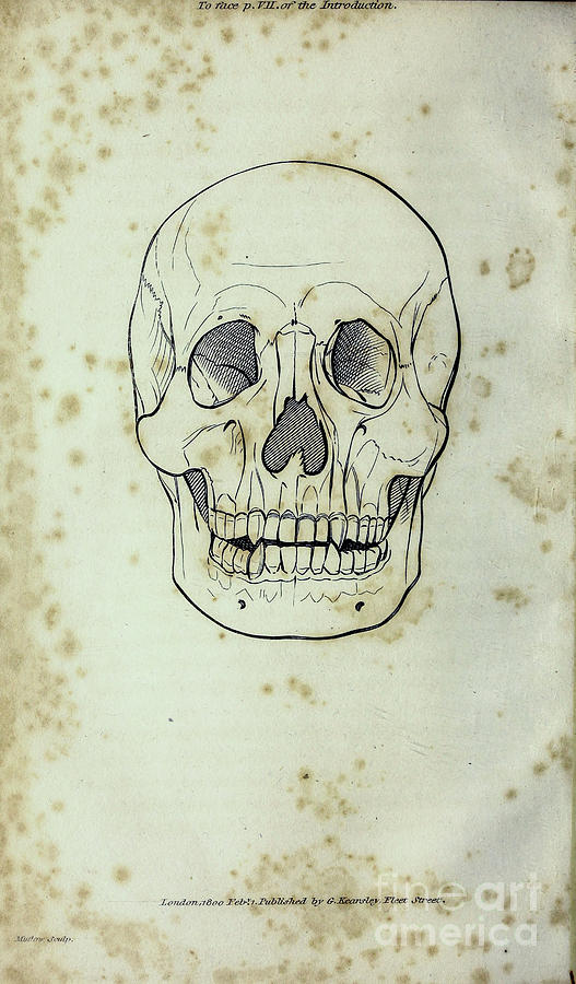 18th Century Skull Line Art P1 Photograph by Historic illustrations