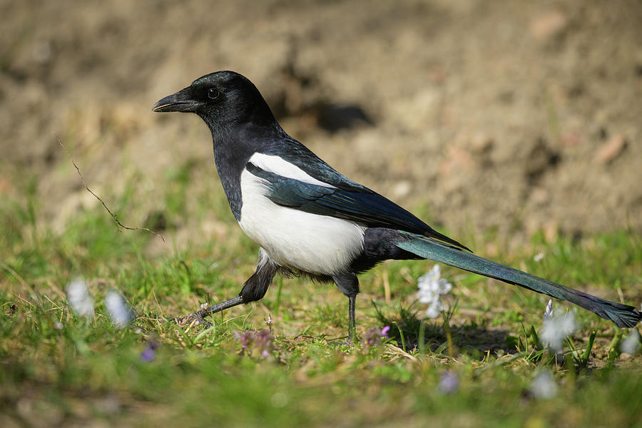 A common magpie walking and searching for nesting material in the ...