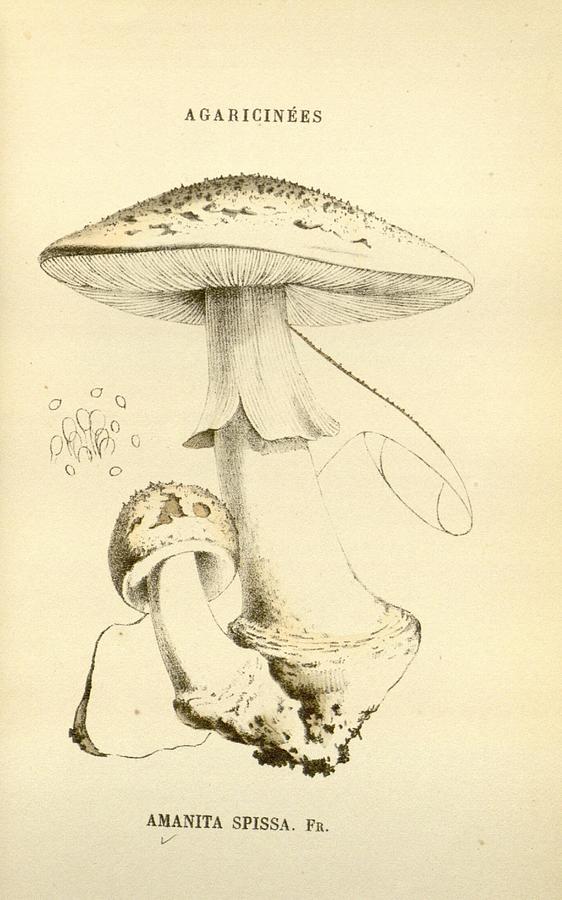 Antique Mushroom Illustration #19 Mixed Media by World Art Collective