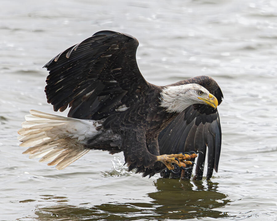 Bald Eagle #19 Photograph by Alan Moore Bald Eagle #19 Photograph by Alan Moore