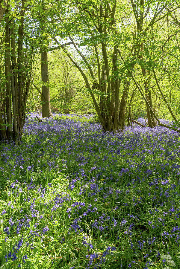 Bluebell woods #19 Photograph by Gary Eason