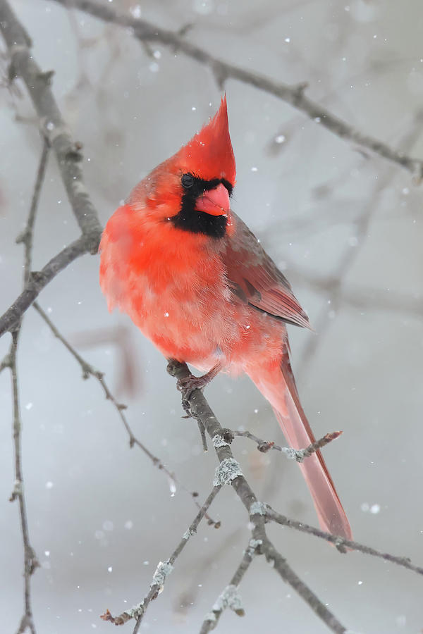 Cardinal #19 Photograph by Brook Burling