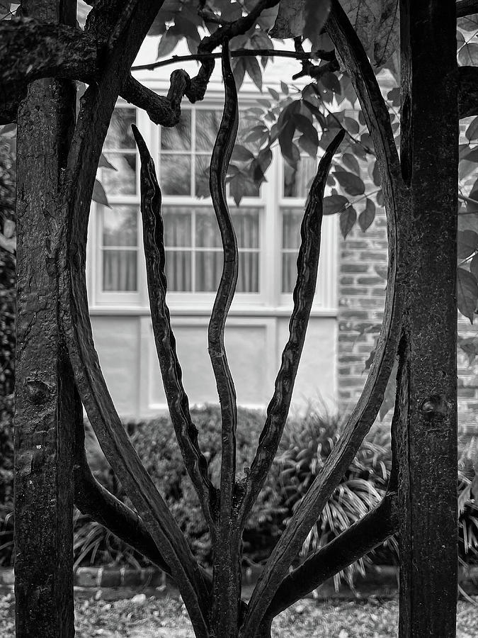 Charleston Wrought Iron Garden Gate in Detail, South Carolina #19 Photograph by Dawna Moore Photography