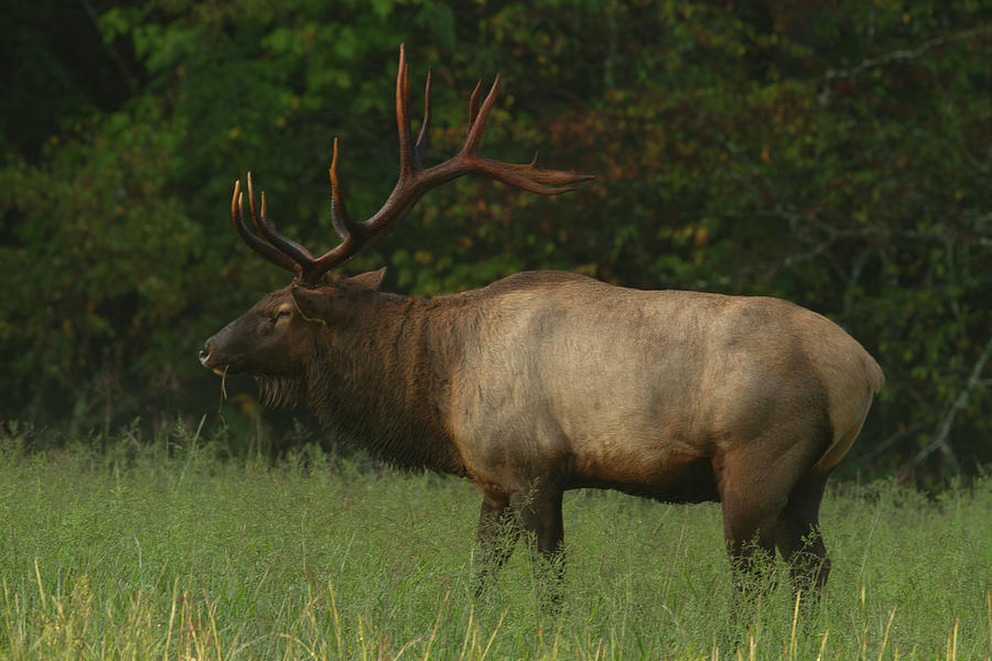Bull Elk Photograph by Doug McPherson