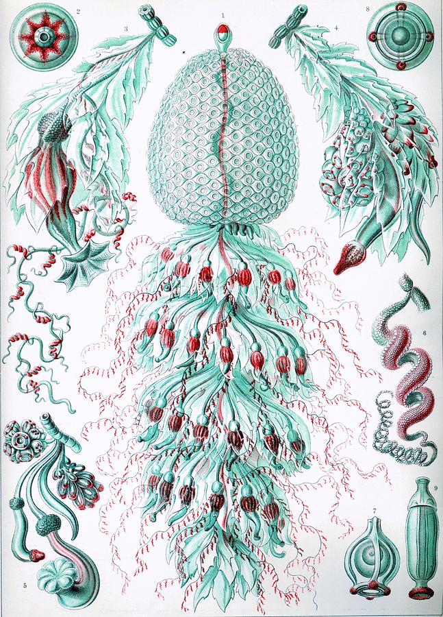 Ernst Haeckel Illustrations #19 Mixed Media by World Art Collective