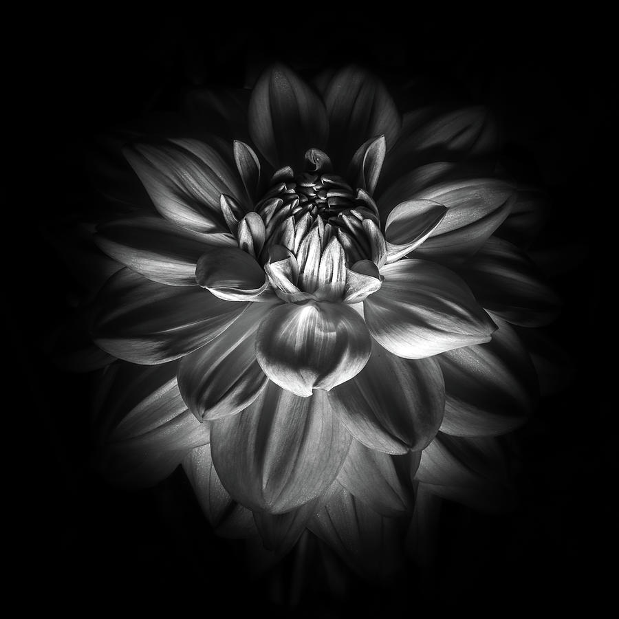 Flower Photograph by John LaPrad - Fine Art America