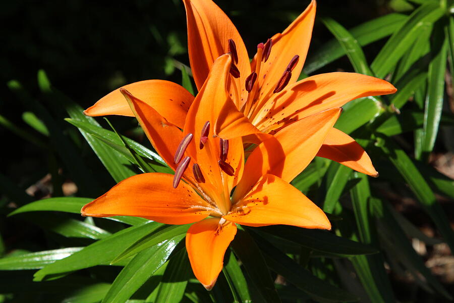 Flower #19 Photograph by John Walsh Flower #19 Photograph by John Walsh
