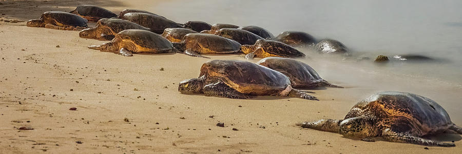 19 Green Sea Turtles Photograph by Alan Hart