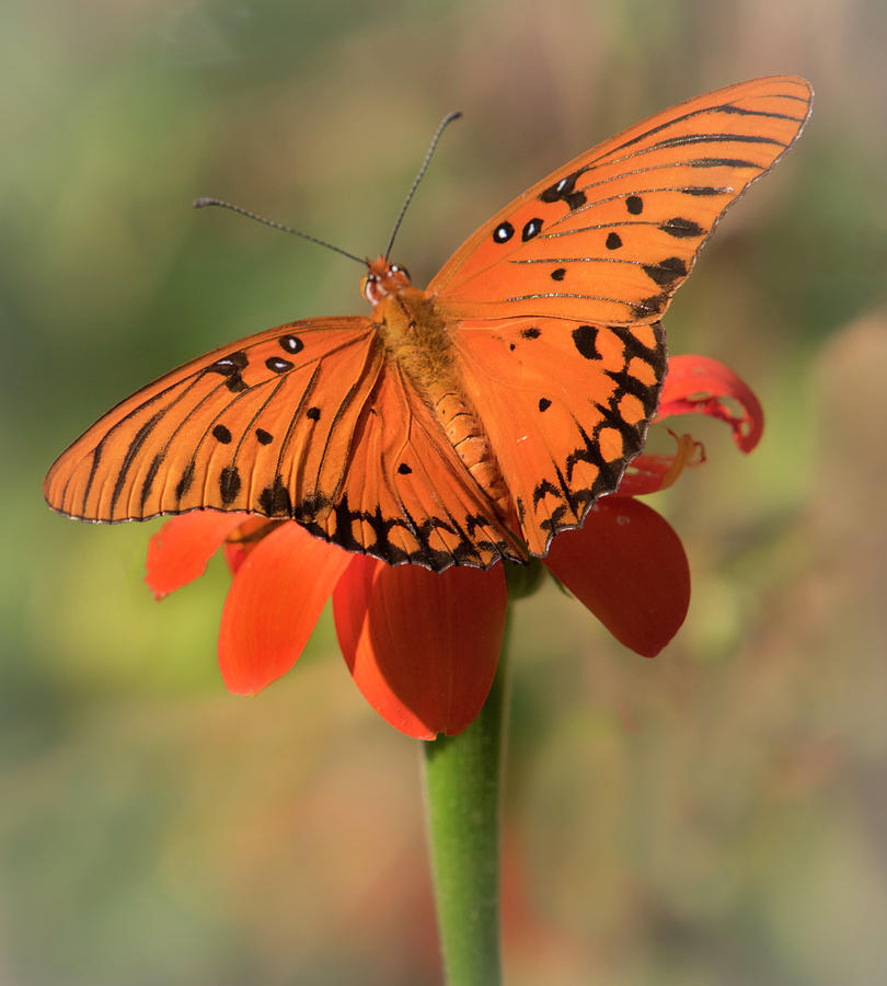 Gulf Fritillary Butterfly Photograph by Mark Chandler - Fine Art America