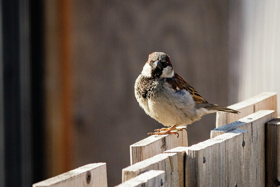House Sparrow on a fence #19 Photograph by SAURAVphoto Online Store