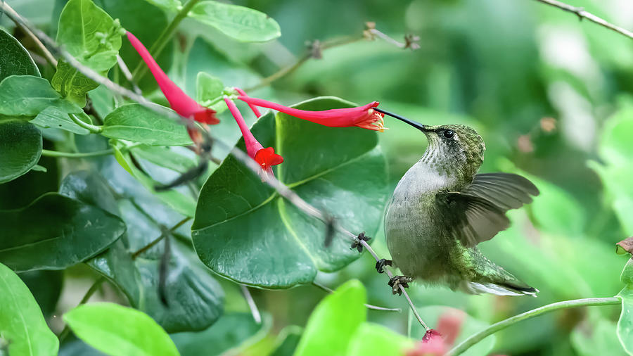 Hummingbird #19 Photograph by Jeffrey PERKINS