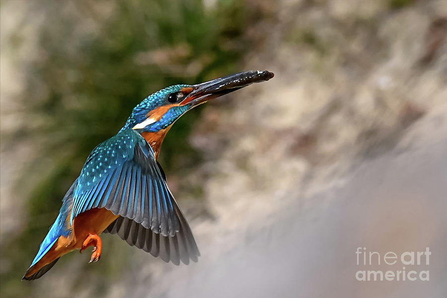 Kingfisher #19 Photograph by Jorgen Norgaard