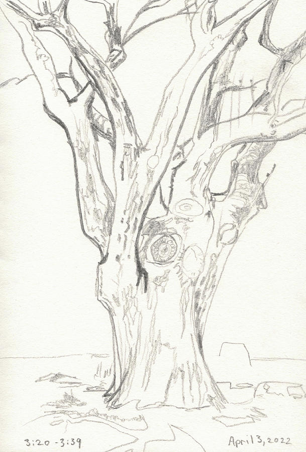 19 minutes Sketching the Oak in the Backyard Photograph by Katherine ...