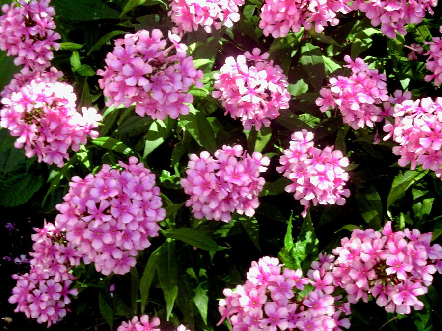 Pink flowers #19 Photograph by Stephanie Moore