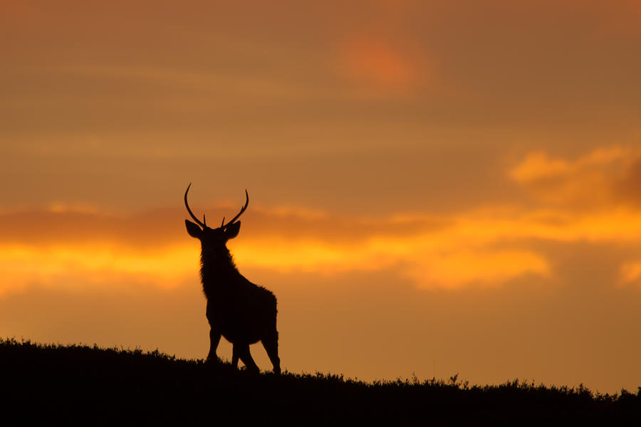 Stag Silhouette #19 Photograph by Gavin MacRae