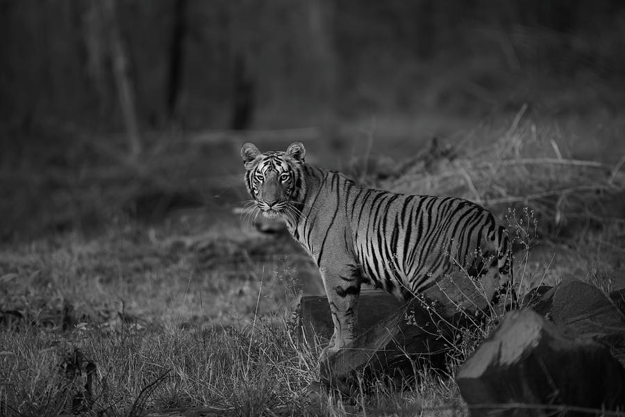 Tiger of Tadoba #19 Photograph by Kiran Joshi